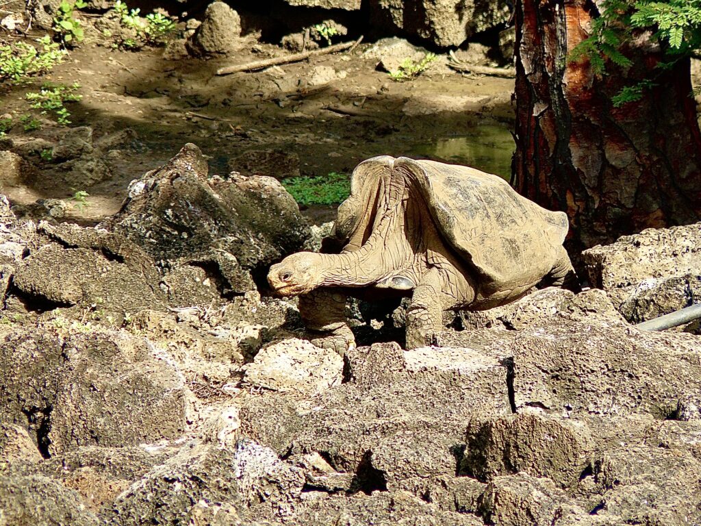 tortugas gigantes de las Islas Galápagos 