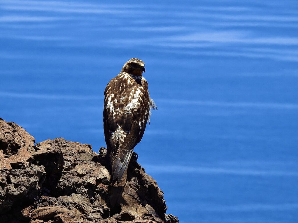 El halcón de las Galápagos