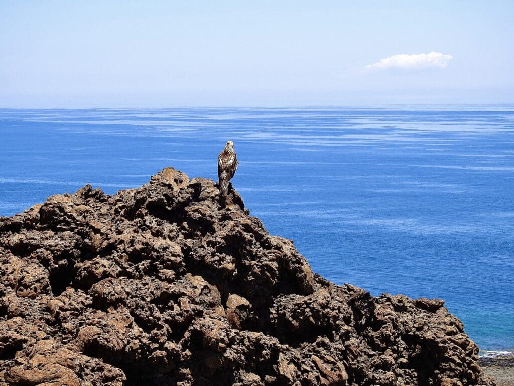 El halcón de las Galápagos