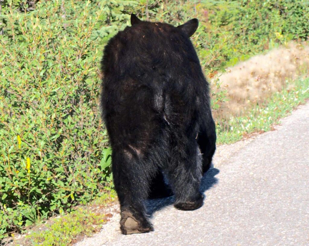 Oso negro Canadá