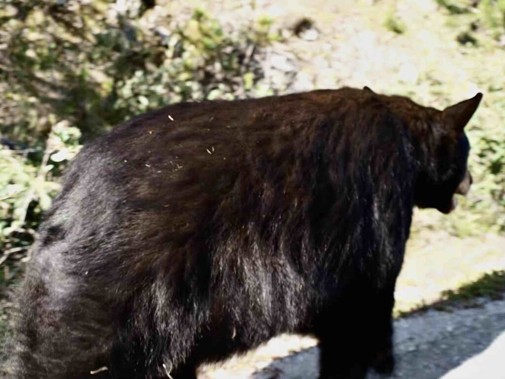 Oso negro canada