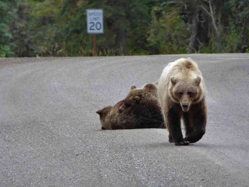 Dos osos Grizzly en Denali Park