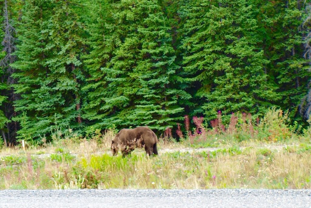 Oso Grizzly en Alaska