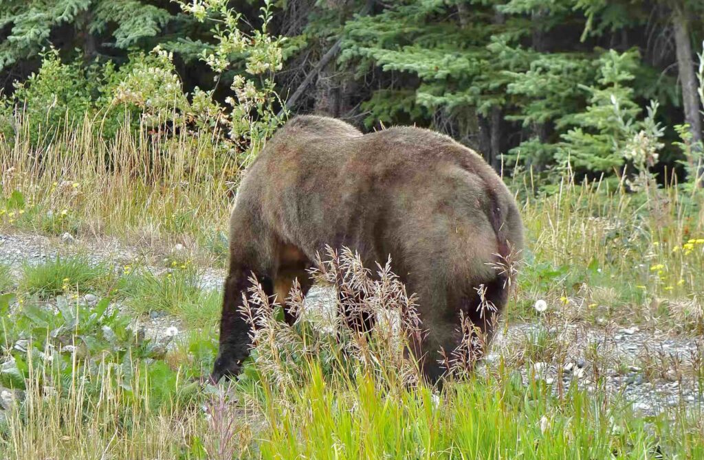 Oso Grizzly en Alaska