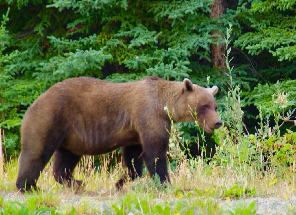 Oso Grizzly en el Yukon Alaska