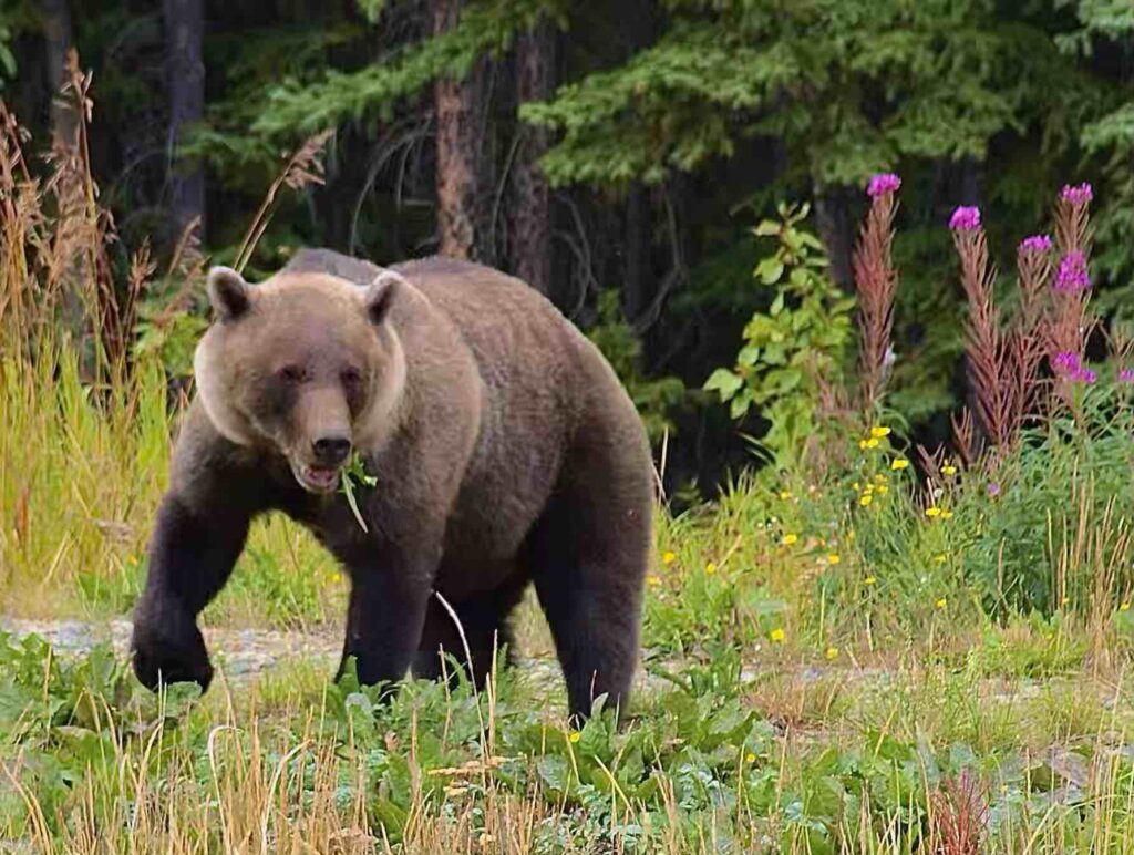 Oso Grizzly en el Yukon Alaska