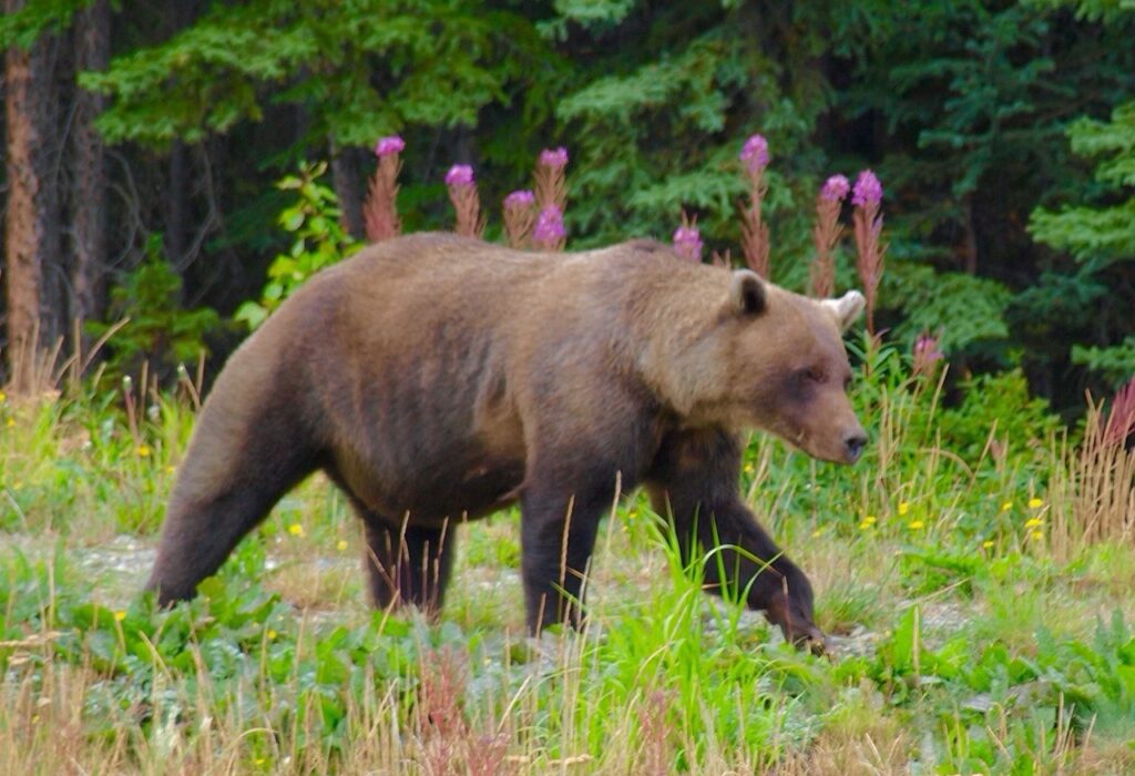 Oso Grizzly en el Yukon Alaska