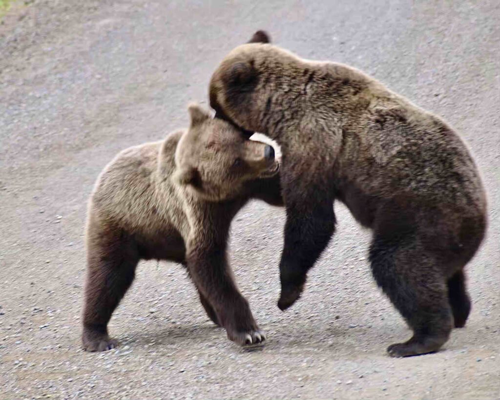 Dos osos Grizzly, Alaska