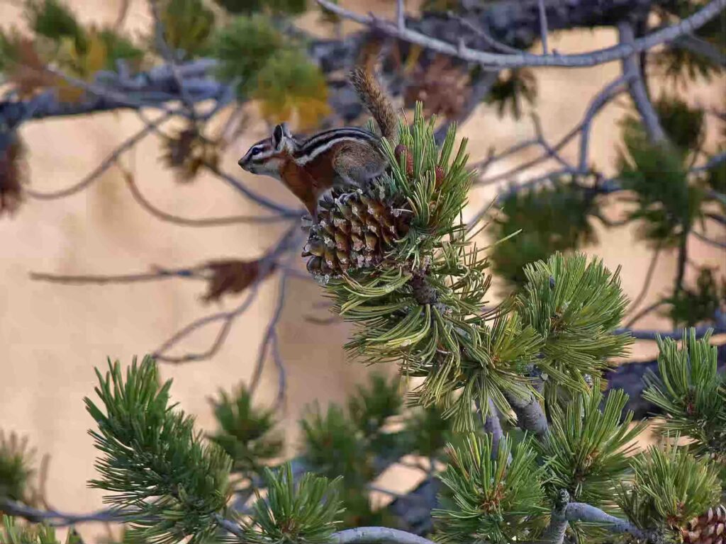 Bryce Canyon Utah EE.UU