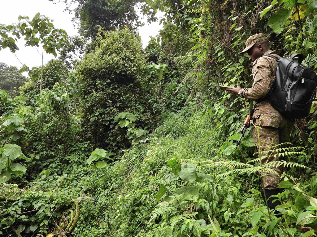 Uganda: Hogar de los gorilas