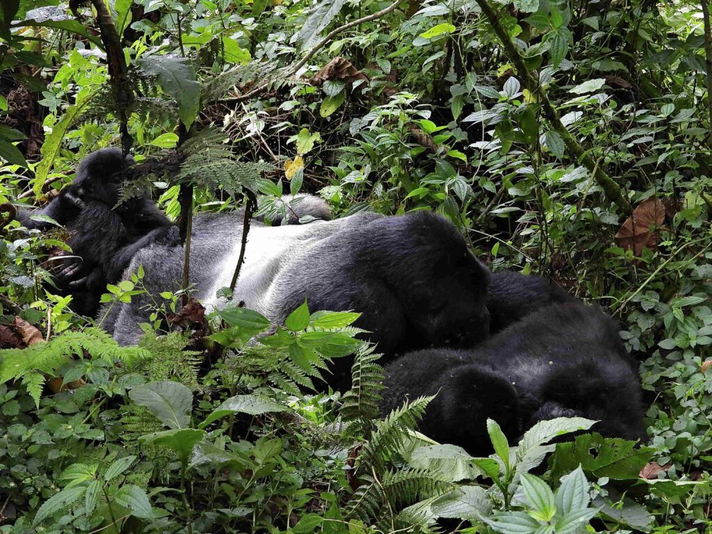 Uganda: Hogar de los gorilas