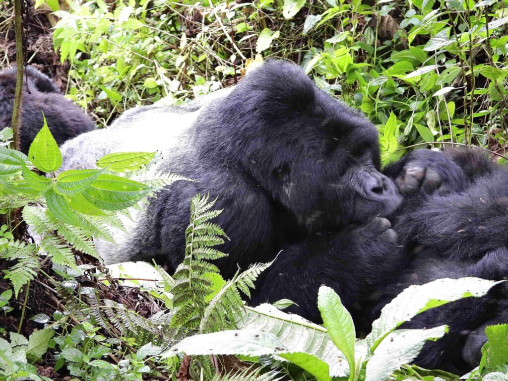 Uganda: Hogar de los gorilas