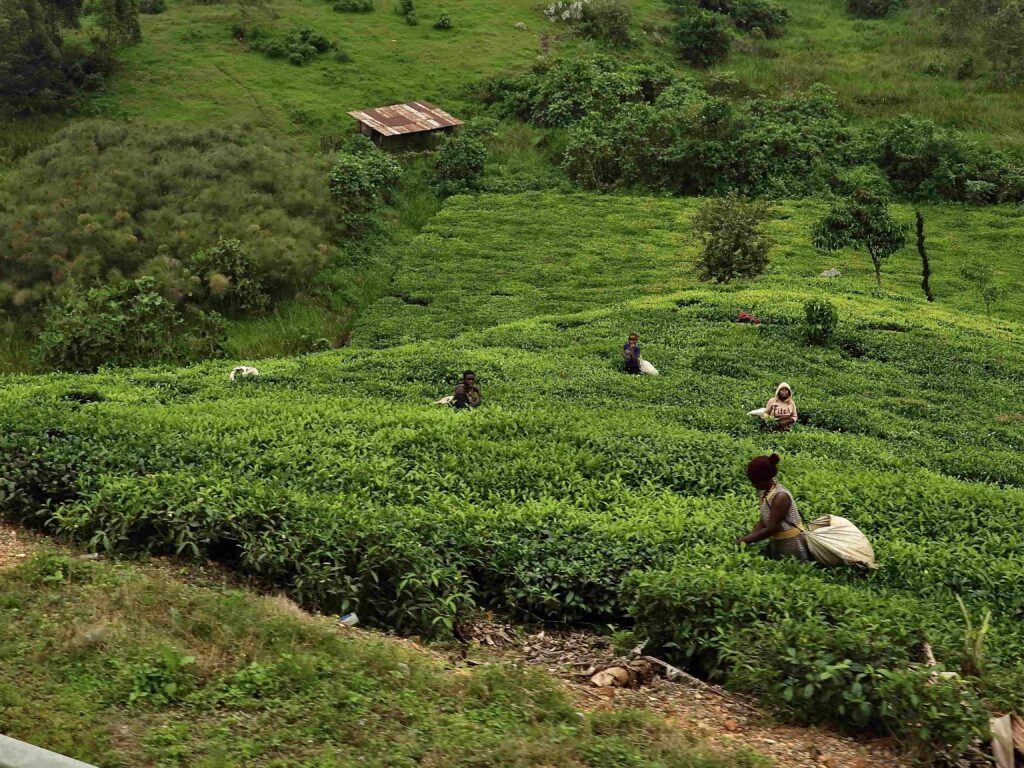 Uganda: Hogar de los gorilas