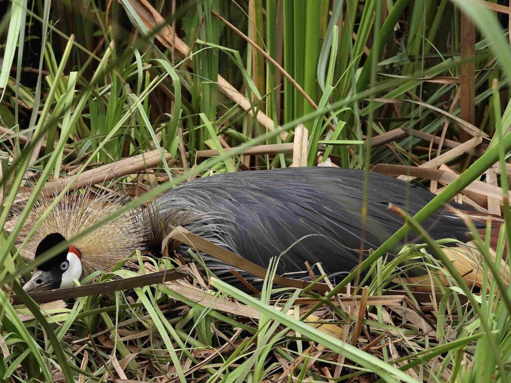 La grulla coronada