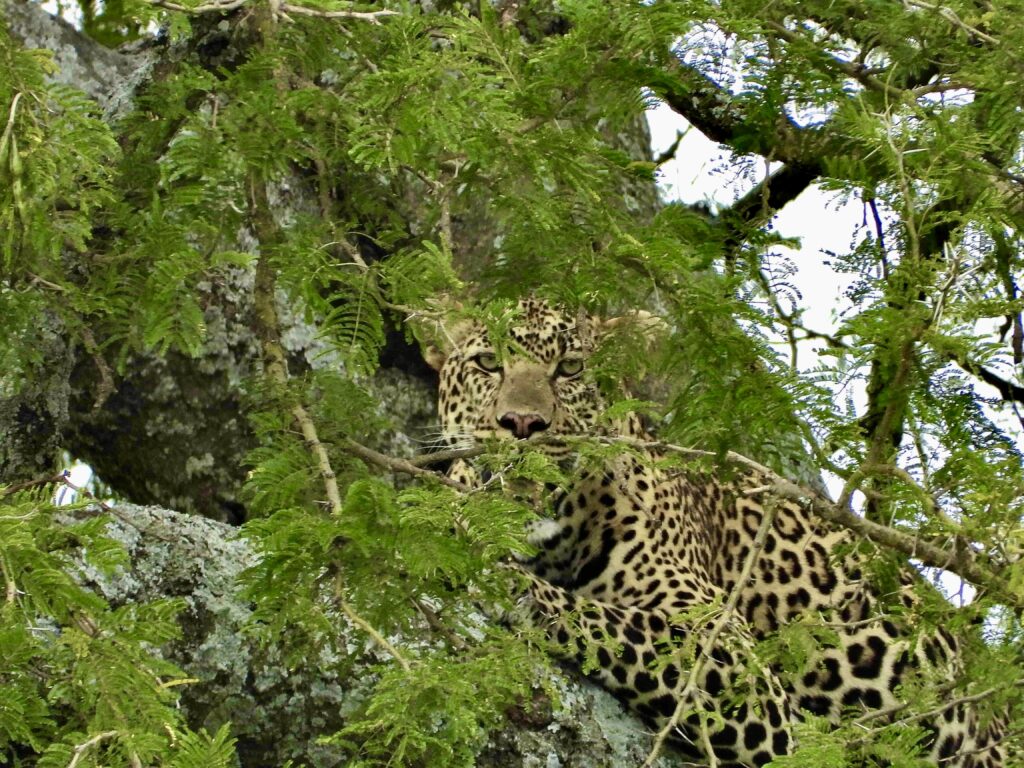 Leopardo en el Parque Nacional de Serengueti