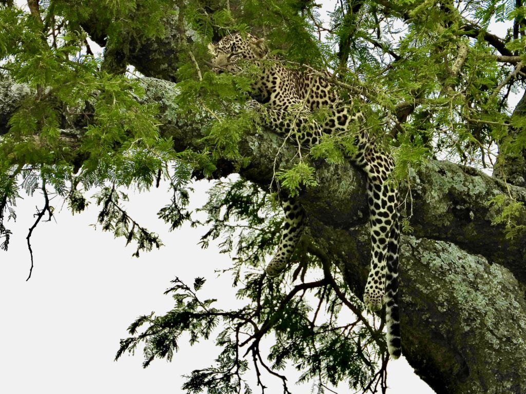 Leopardo en el Parque Nacional de Serengueti