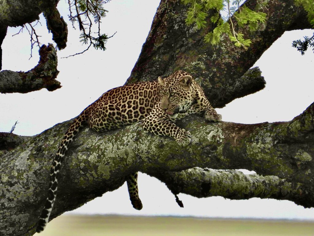 El leopardo del Parque Nacional del Serengueti