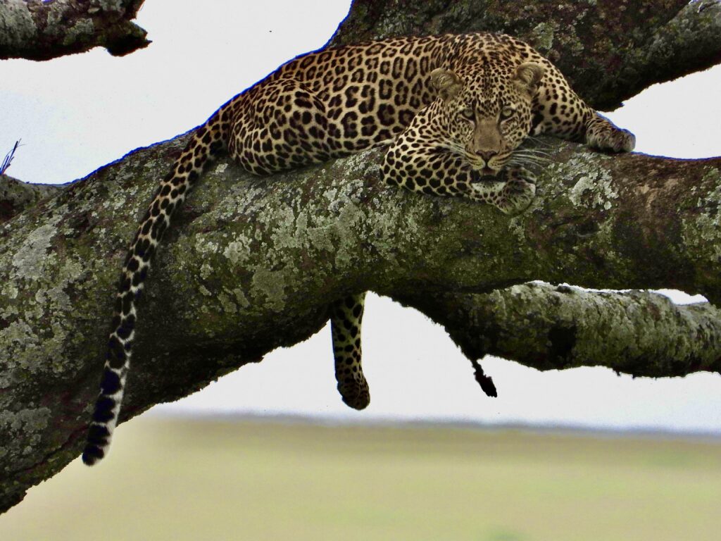 Leopardo en el Parque Nacional de Serengueti