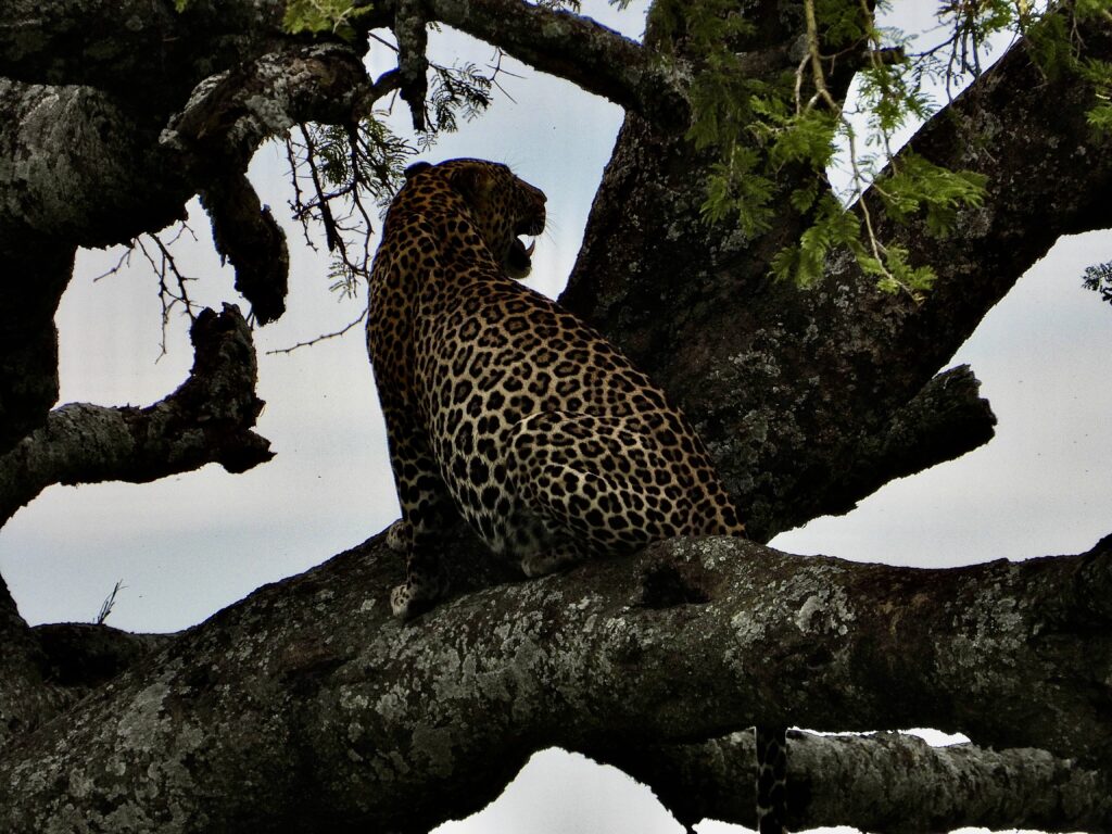 Leopardo en el Parque Nacional de Serengueti